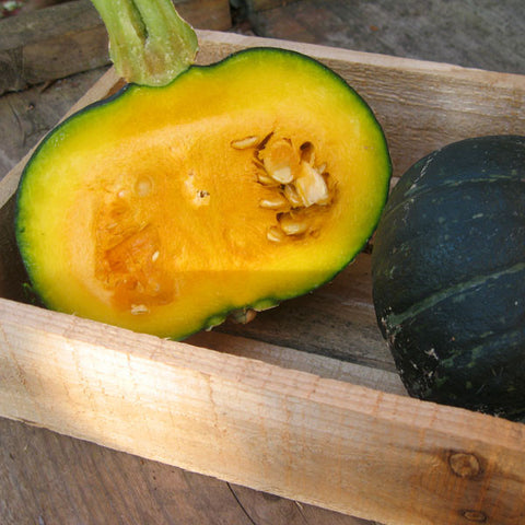 Squash Seeds