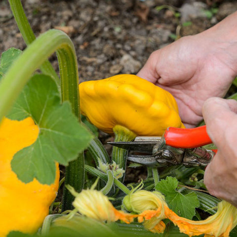 squash sunbeam agm f1 vegetable seeds