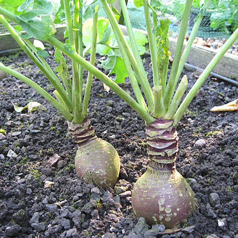 Swede Seeds