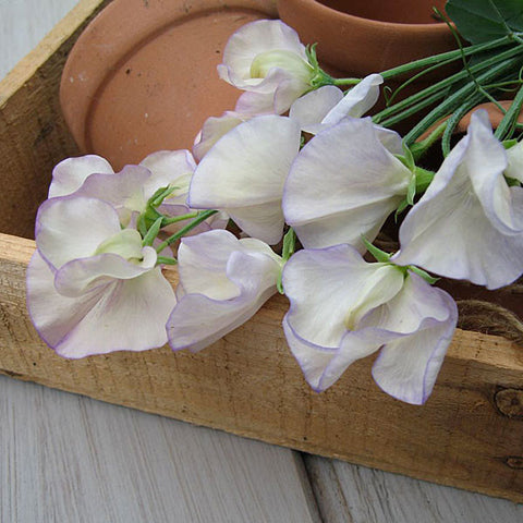 Cut Flower Seeds