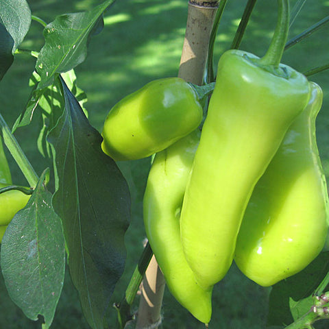 Sweet Pepper Seeds