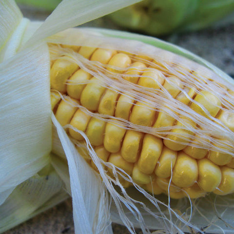 Sweetcorn Seeds