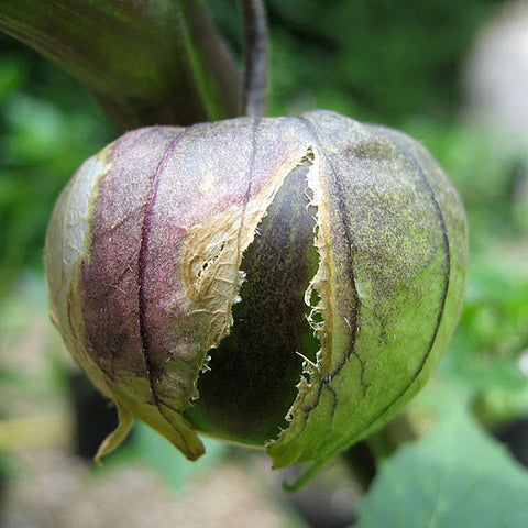 Tomatillos Seeds
