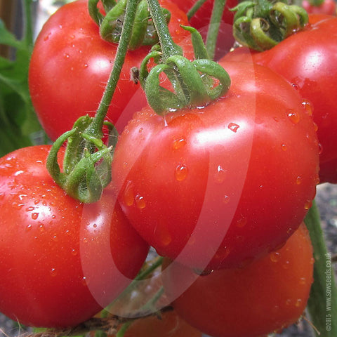 Tomato Seeds