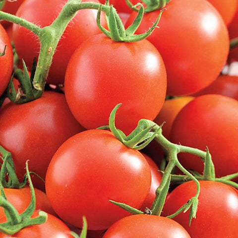 Blight Resistant Tomato Seeds