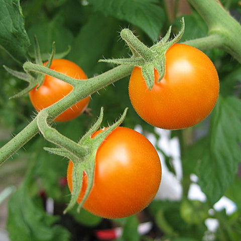 Vegetable Seeds