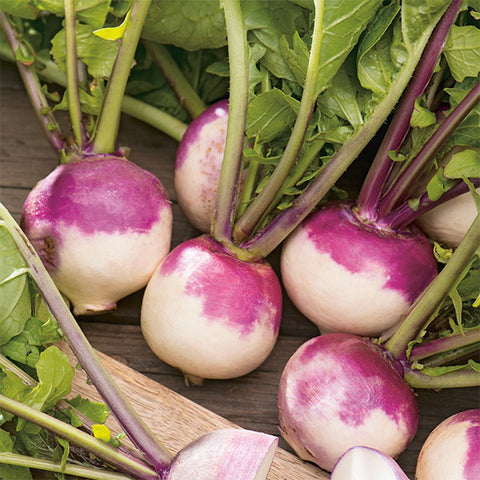 turnip purple top milan heritage vegetable seeds
