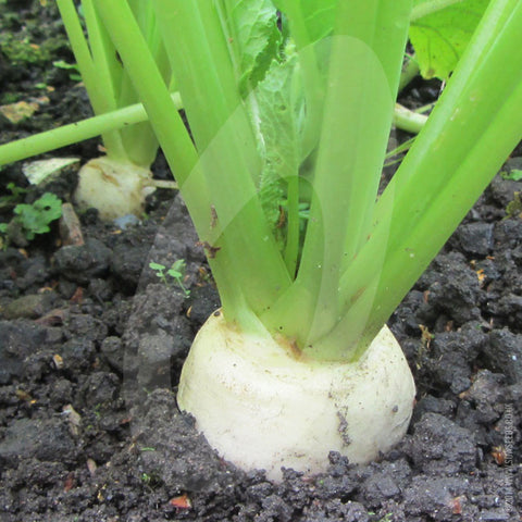 Turnip Seeds