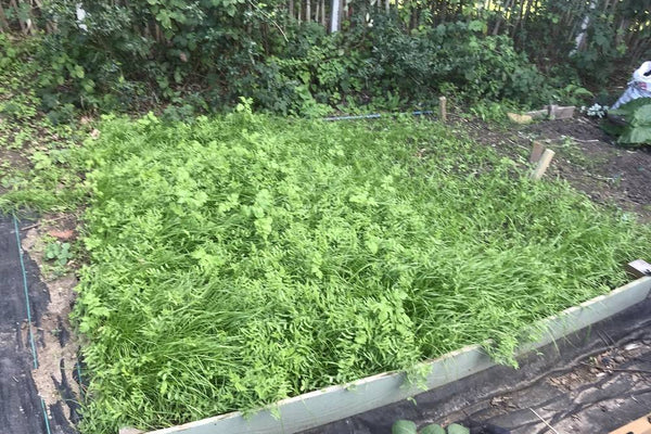 The Beginners Guide To Sowing & Growing Green Manure