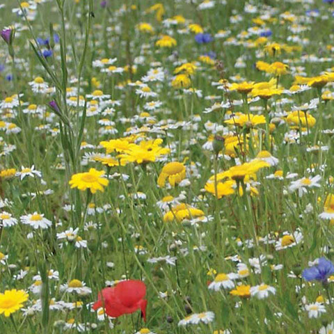 Wildflower Seeds